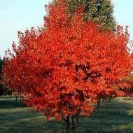 MAPLE AMUR CLUMP 8-10'