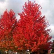 MAPLE AUTUMN BLAZE 2" cal #25