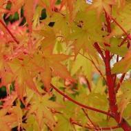 MAPLE JAPANESE CORAL BARK #7