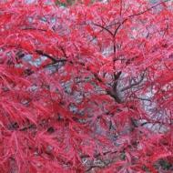 MAPLE JAPANESE RED DRAGON #15