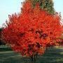 MAPLE AMUR CLUMP 8-10'