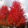 MAPLE AUTUMN BLAZE 2 1/2"