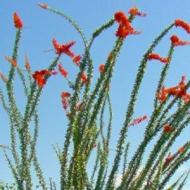 OCOTILLO 2-4' BARE ROOT