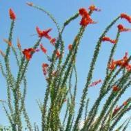 OCOTILLO 6 1/2- 8' BARE ROOT