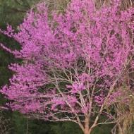 REDBUD EASTERN 1 3/4"