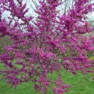 REDBUD OKLAHOMA 2 1/2"