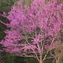 REDBUD EASTERN 2 1/4"