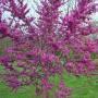 REDBUD OKLAHOMA 1 3/4"