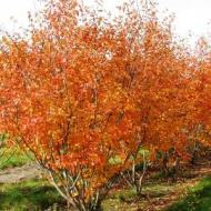 SERVICEBERRY AUTUMN BRILLIAN #15