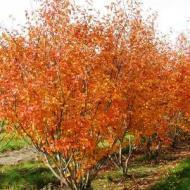 SERVICEBERRY AUTUMN BRILLI 5-6'