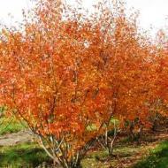 SERVICEBERRY AUTUMN BRILLIAN #10