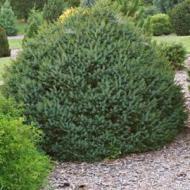 SPRUCE OMORIKA NANA #3