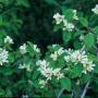 SERVICEBERRY UTAH #5