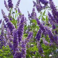 VITEX CHASTE TREE #5