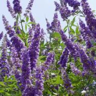 VITEX CHASTE TREE #15