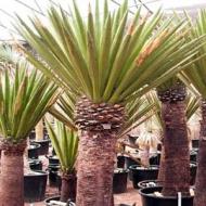 YUCCA PALM 10'