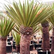 YUCCA PALM 4 1/2'