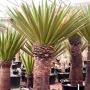 YUCCA PALM 4'