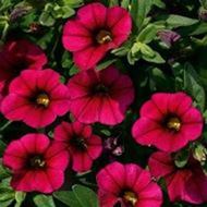 CALIBRACHOA MINI BELLS SZ 4