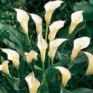 CALLA LILY  #1