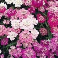 CANDYTUFT IBERIS SZ 4.5