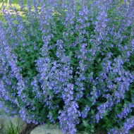 CATMINT #1