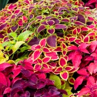 COLEUS SZ 4.5