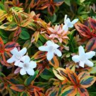 ABELIA KALEIDOSCOPE #3 OR #5