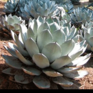 AGAVE ARTICHOKE #2