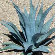 AGAVE GIANT BLUE #3