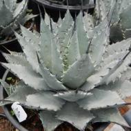 AGAVE HAVARDIANA #5