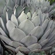 AGAVE PARRY'S #5