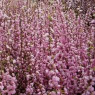 ALMOND PINK FLOWERING #5