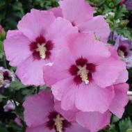 ALTHAEA APHRODITE #5