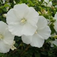 ALTHAEA DIANA WHITE #5