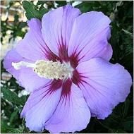 ALTHAEA MINERVA #5