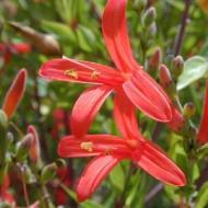 ANISACANTHUS MEXICAN FLAME #1