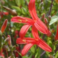 ANISACANTHUS MEXICAN FLAME #5