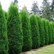 ARBORVITAE EMERALD #10