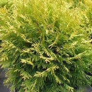 ARBORVITAE GOLDEN DWARF #5