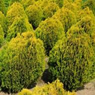 ARBORVITAE GOLDEN GLOBE #5