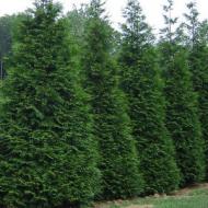 ARBORVITAE GREEN GIANT #10