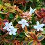 ABELIA KALEIDOSCOPE #3