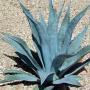 AGAVE GIANT BLUE #3