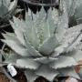 AGAVE HAVARDIANA #3