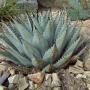 AGAVE NEW MEXICO CONT #5