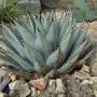 AGAVE NEW MEXICO #5