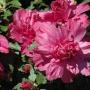 ALTHAEA LUCY RED #5