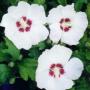 ALTHAEA RED HEART #5