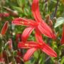 ANISACANTHUS MEXICAN FLAME #1